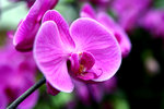 HONG KONG ZOOLOGICAL & BOTANICAL GARDENS003
