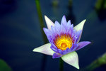 WETLAND PARK002