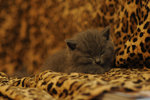 DS2_1681s