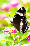 
Cebu Butterfly 1