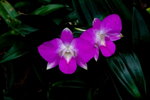 Cebu 2007_12