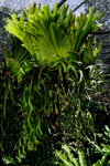 Cebu 2007_15