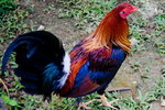 

Red Jungle Fowl