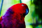 
Cebu Zoo_1