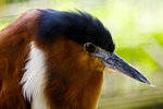 
Cebu Zoo_2
