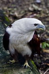 
Cebu Zoo_4
