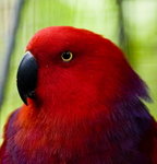 
Cebu Zoo_5
