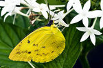 
Cebu Butterfly 2