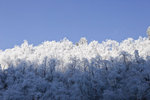 Tree Iccicle_08
