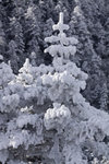 Ice tree_01