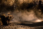 
Dusty rays