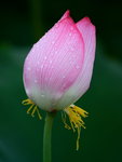 HP lotus_02