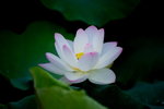 HP lotus_03