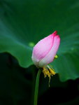 HP lotus_04