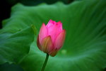 HP lotus_11