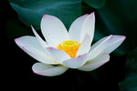 HP lotus_14