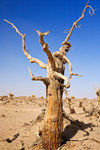 Texture_27