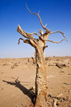 Texture_28