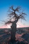

Mongo Sunsets_18