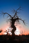 

Mongo Sunsets_17