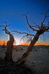 
Mongo Sunsets_13