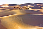 Camel Walk_05