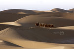 Camel Walk_18