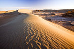 Desert Beauty_03