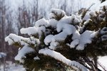 IMG_6238