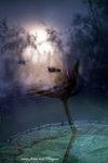 DSCF2896