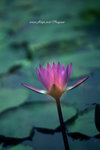 DSCF2905