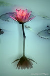 DSCF2908