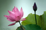 DSCF2967