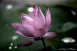 DSCF2969