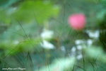 DSCF2976