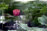 DSCF2979