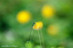 DSCF2989
