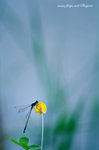 DSCF2992