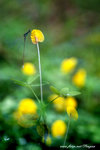 DSCF2994