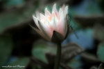 DSCF2998