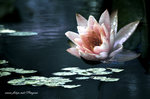 DSCF3006