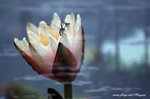 DSCF3007