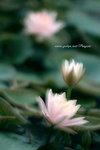 DSCF3018