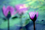 DSCF3037