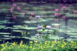 DSCF3051