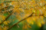 DSCF5149