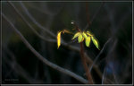 DSCF6586
