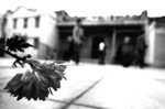 DSCF7562