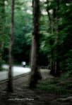 DSCF2729