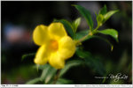 nEO_IMG_000349-LEE_2319